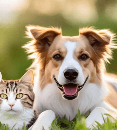Beautiful garden pathway with archways